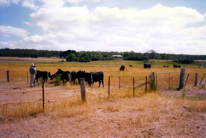 01-25-1998 02 Cash house and cattle.jpg