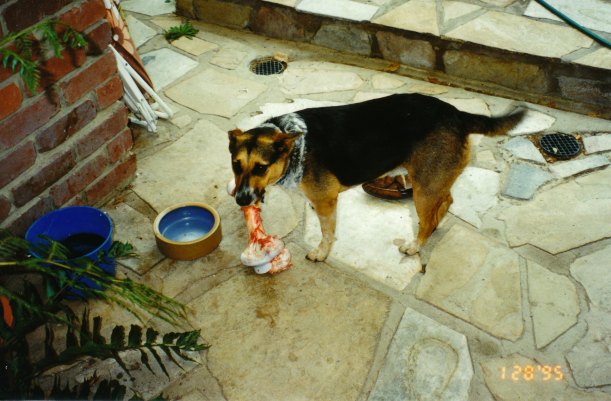 01-28-1995-butch-and-bone