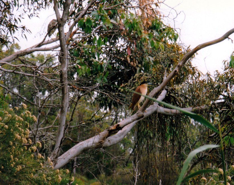 01-30-1998 01 Nankeen Night Herons at Sapling Ck Landing, Glenelg NP.jpg