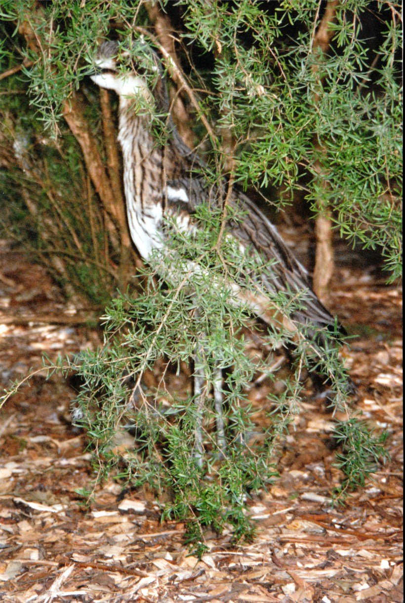03-03-1998 02 bush thicknee hiding Healesville Sanctuary.jpg