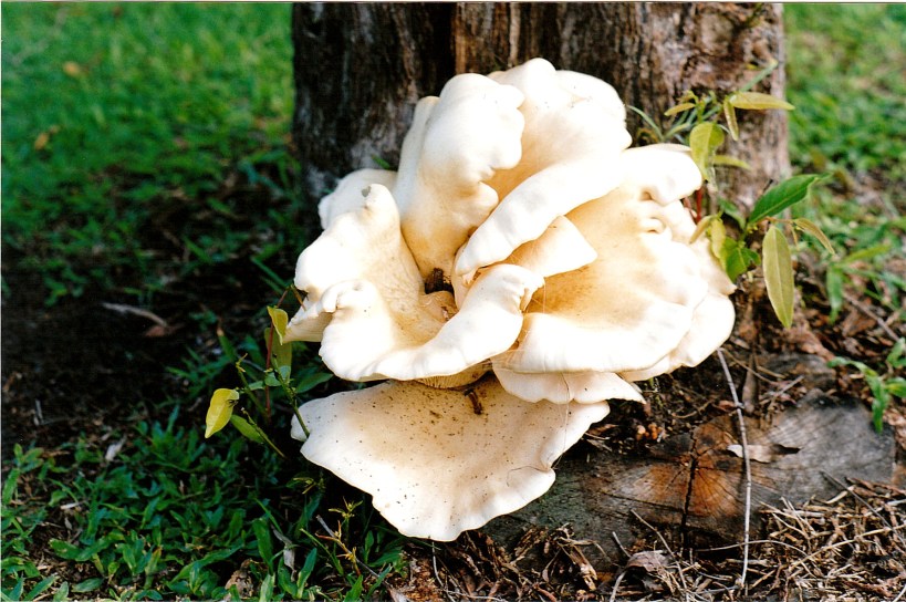 05-04-1998 fungi Hervey Bay.jpg