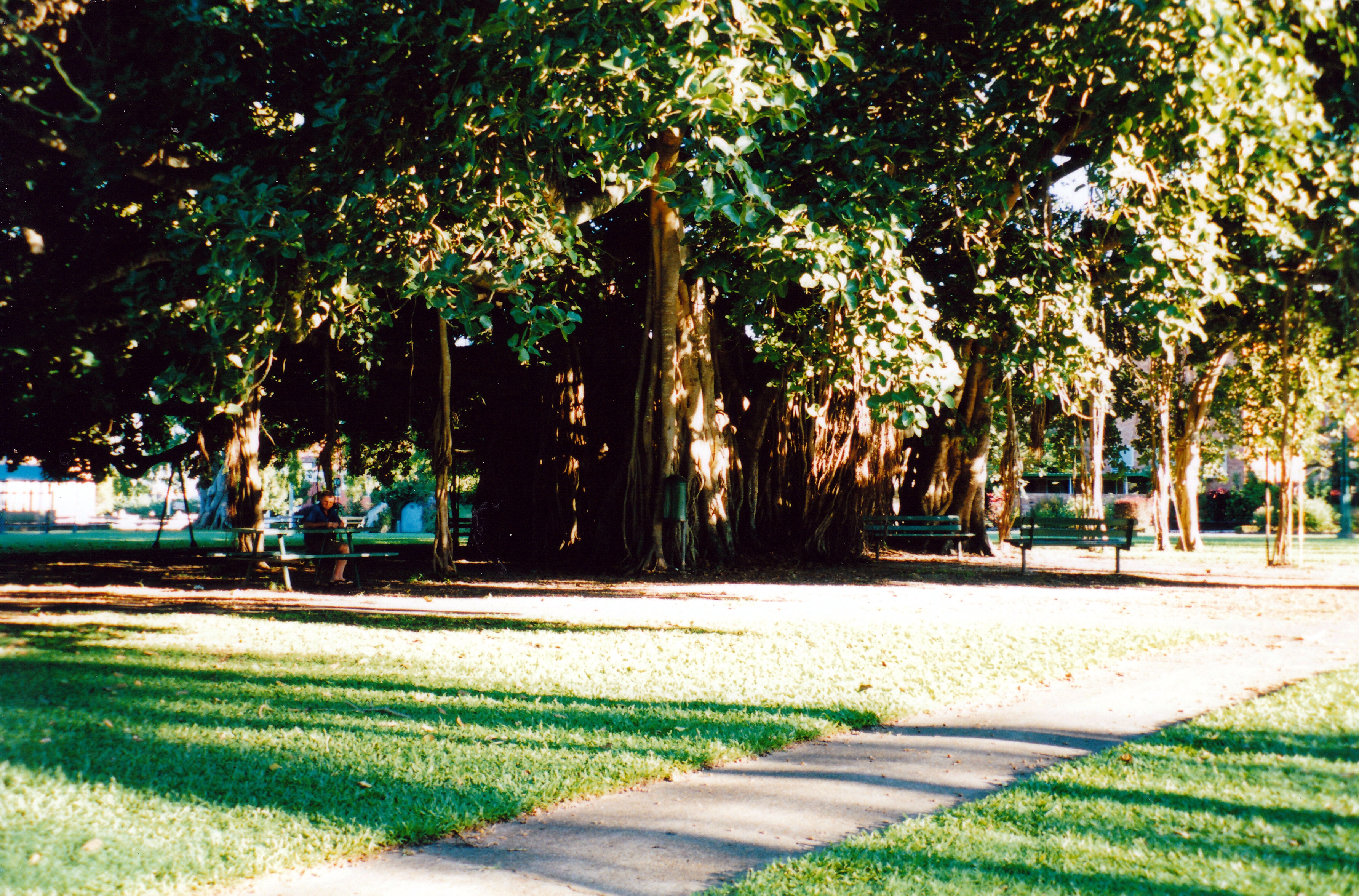 05-06-1998 03 Strangler fig Queens Gardens Maryborough.jpg