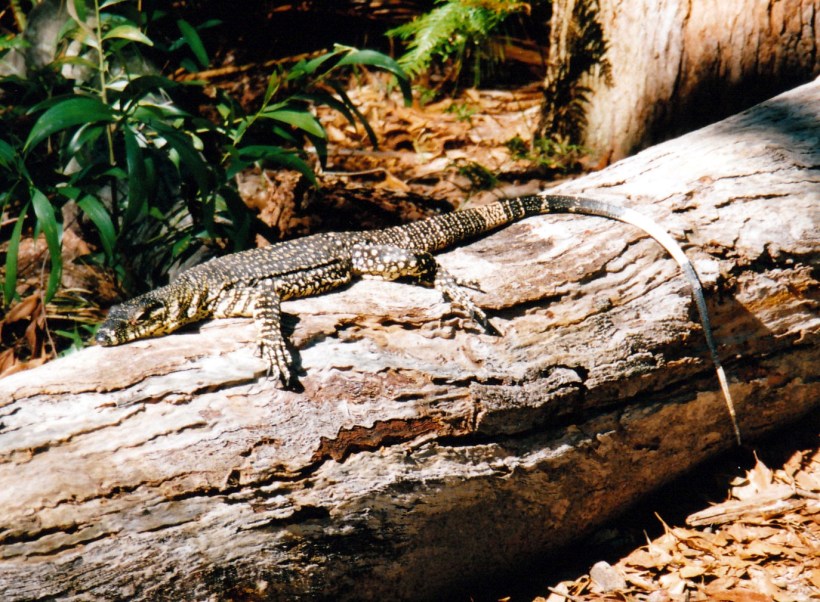 05-09-1998 08 big goanna fraser island.jpg