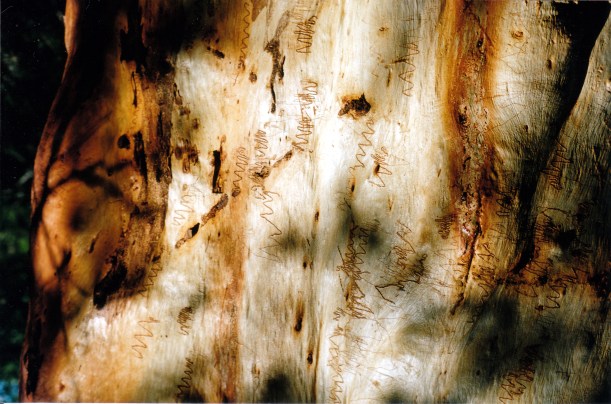 05-09-1998 09 scribbly gum.jpg