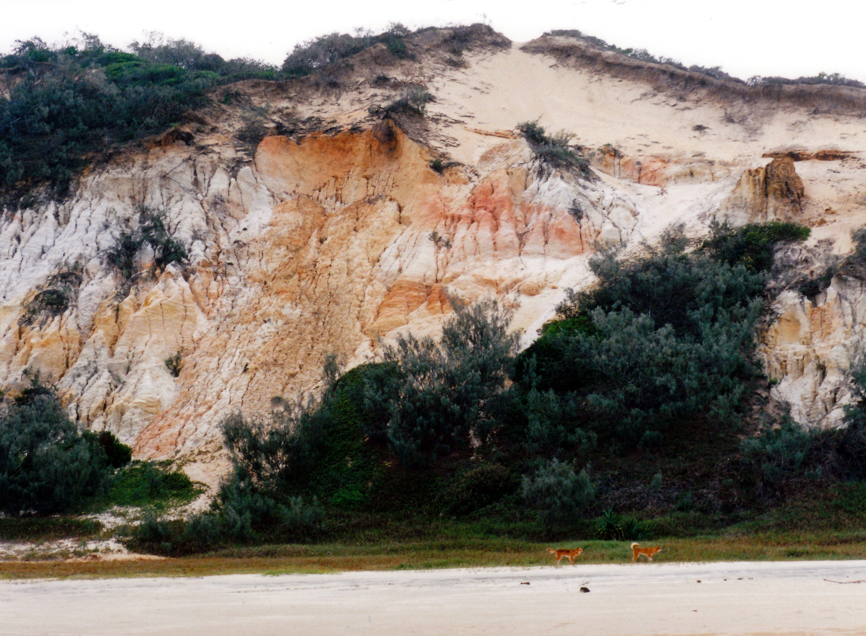 05-11-1998 09 dingoes near Maheno wreck.jpg