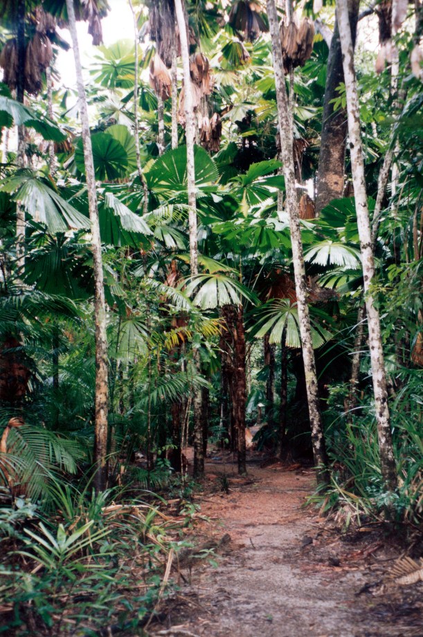 05-30-1998 02 Licuala Palms walk track Mission Beach.jpg