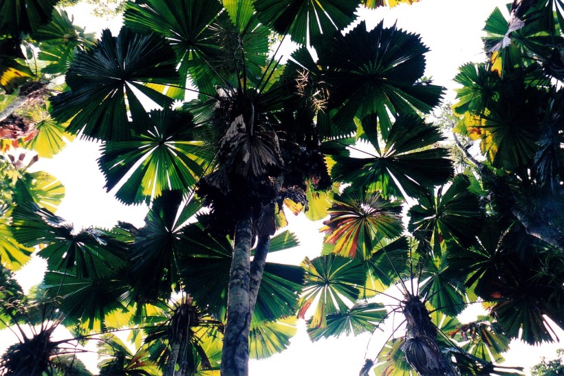 05-30-1998 04 licuala palms mission beach.jpg