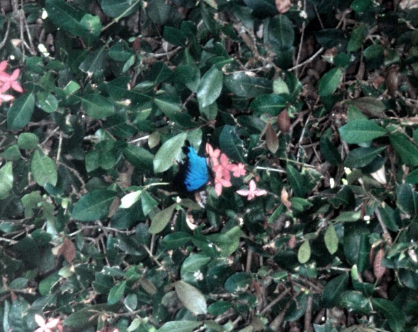 06-02-1998 05 blue monarch butterfly.jpg