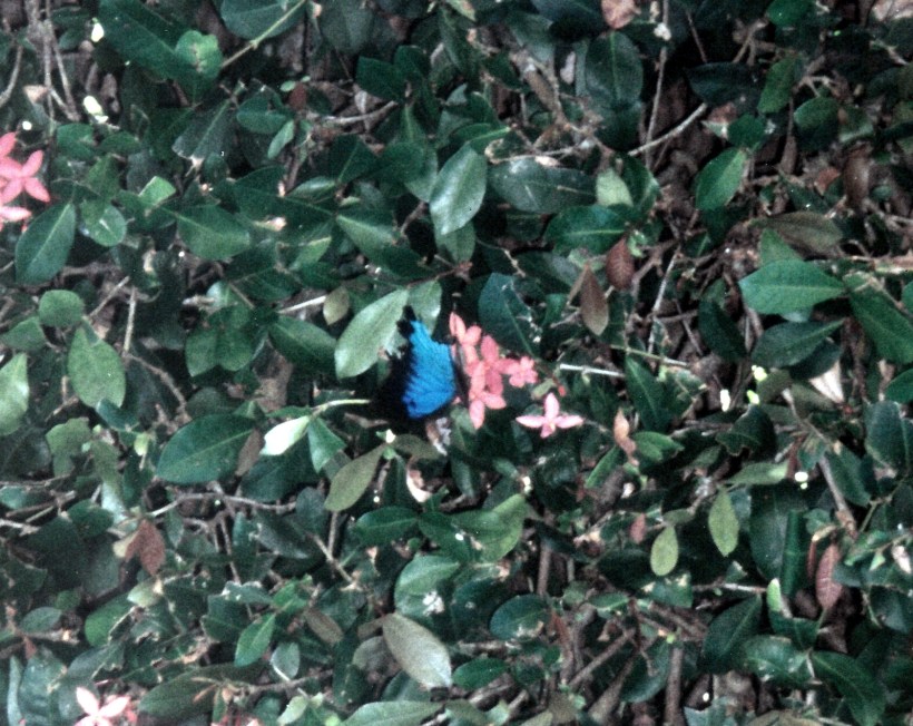 06-02-1998 05 blue monarch butterfly.jpg