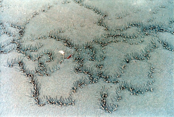 06-03-1998 09 different sand patterns Lugger Beach.jpg