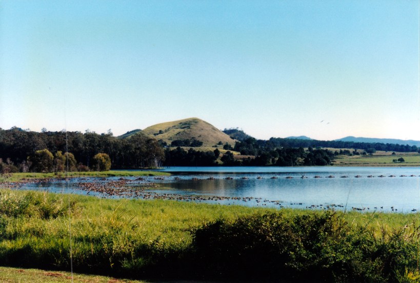 06-11-1998 many ducks Lake Tinnaroo.jpg