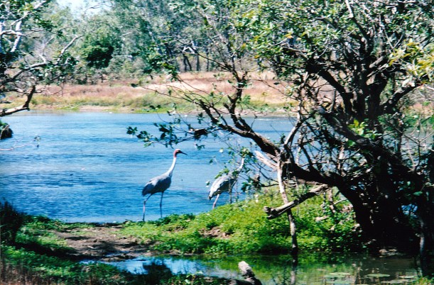 07-06-1998 02 Sarus Cranes Kalpowar.jpg