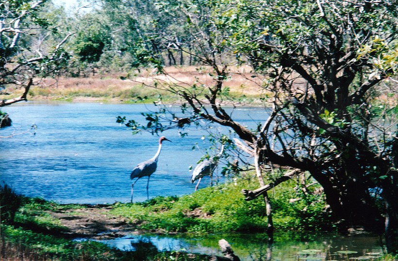 07-06-1998 02 Sarus Cranes Kalpowar.jpg