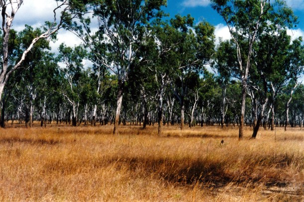 07-06-1998 03 Mick Finn waterhole tk and line on trees.jpg
