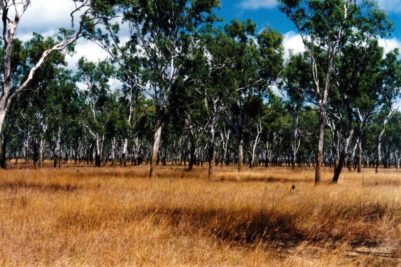 07-06-1998 03 Mick Finn waterhole tk and line on trees.jpg