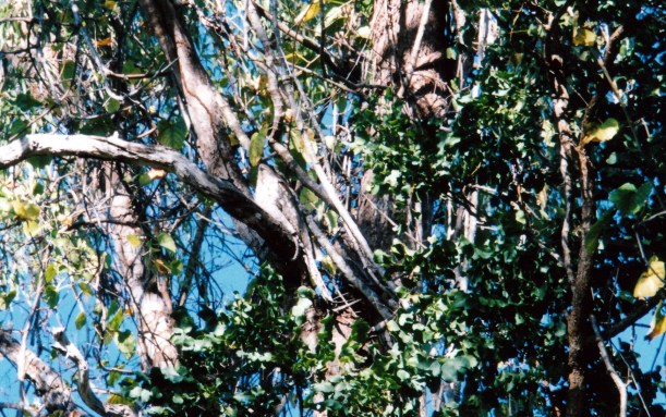 07-08-1998-01-papuan-frogmouth-kalpowar