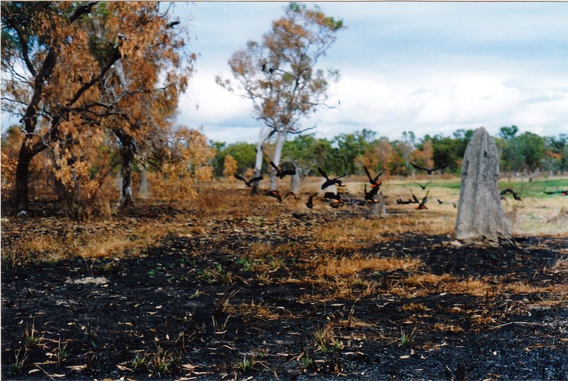 07-09-1998-01-red-tail-black-cocks