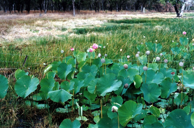 07-09-1998 03 red lilies.jpg