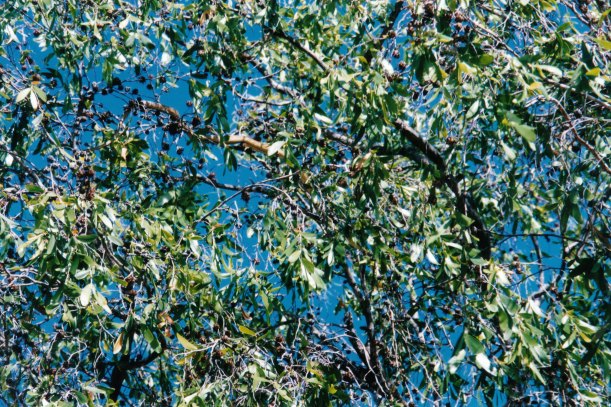 07-12-1998 02 tree snake.jpg