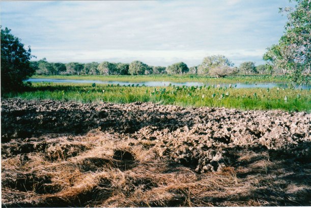 07-12-1998-05-feral-pig-damage