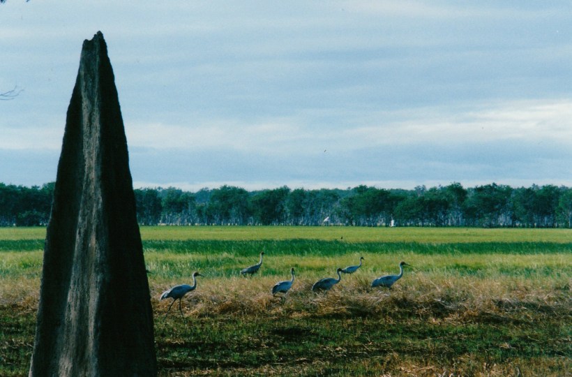 07-12-1998 06 brolgas and cranes.jpg