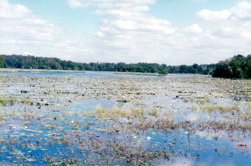 07-13-1998-03-low-lake-lilies