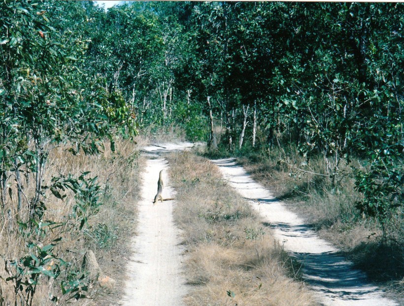 07-18-1998  goanna silver plains.jpg