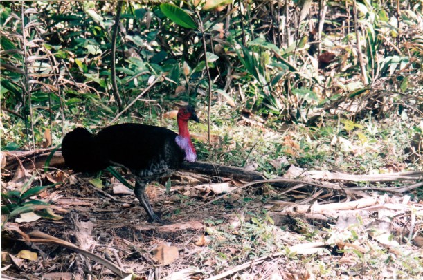 08-21-1998 01 bush turkey.jpg