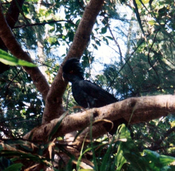 08-21-1998 03 palm cockatoo too.jpg