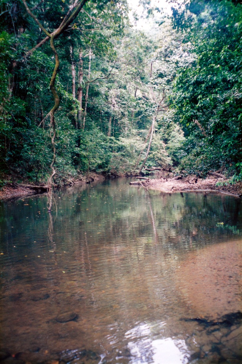08-22-1998 01 rainforest Iron Range NP.jpg