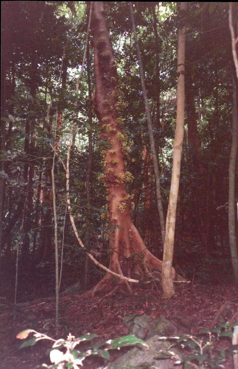 10-01-1998 06 cluster fig.jpg