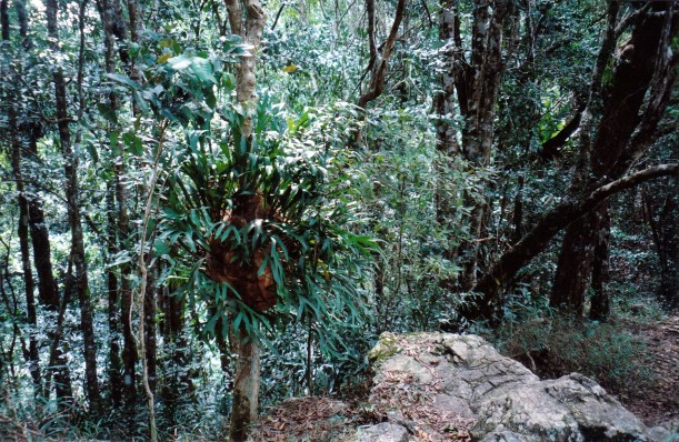 10-01-1998 rainforest mt w walk track.jpg