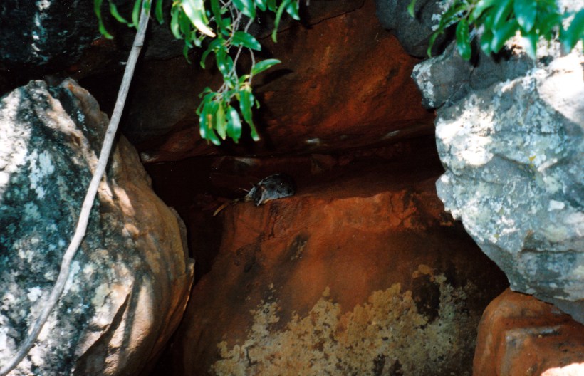 10-07-1998 01 rock wallaby Undara.jpg
