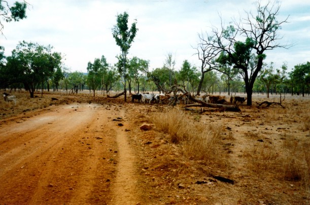 10-09-1998 01 rd to OBriens Ck.jpg