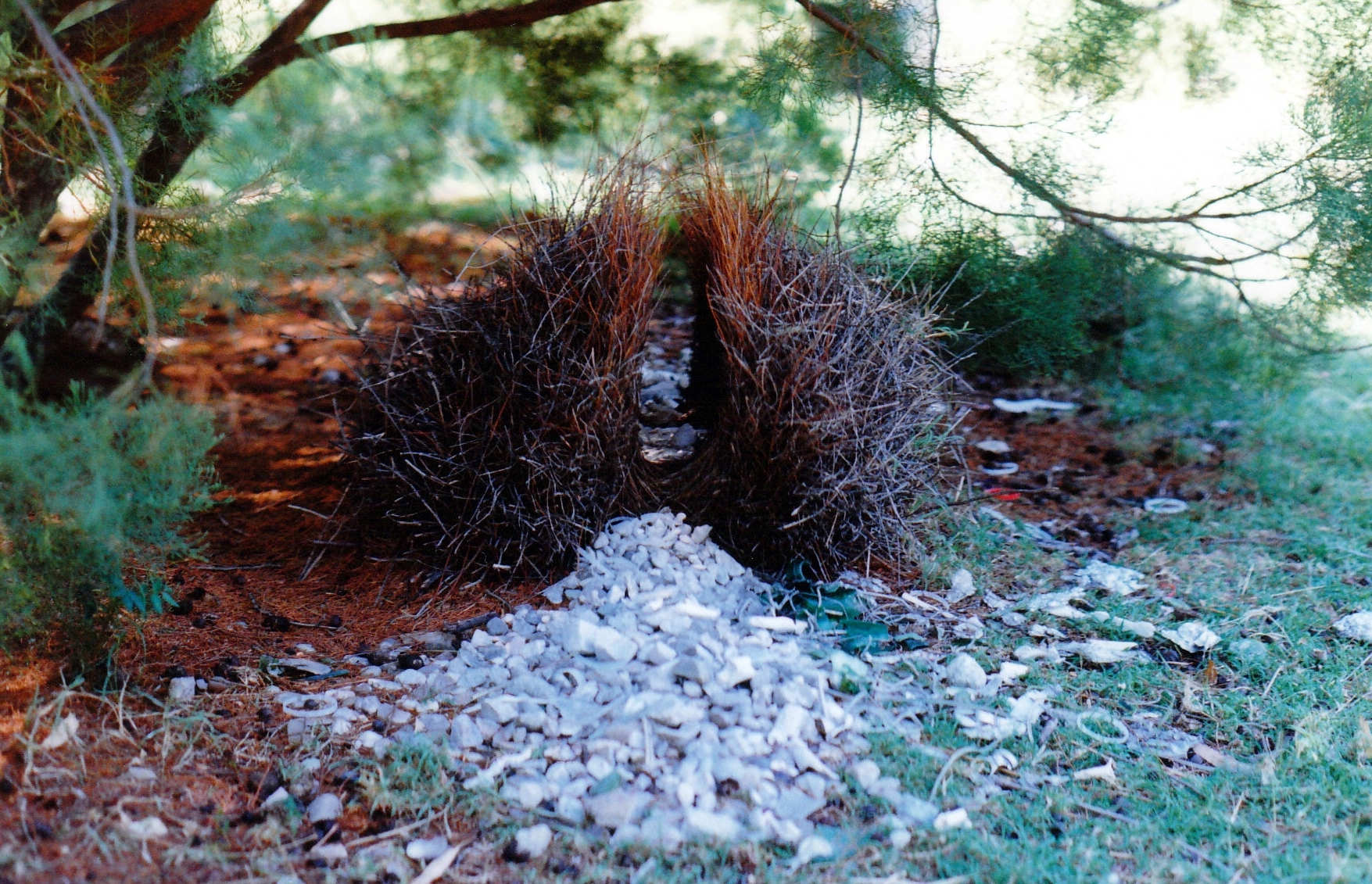 10-09-1998 03 great bower bird bower diggers rest.jpg