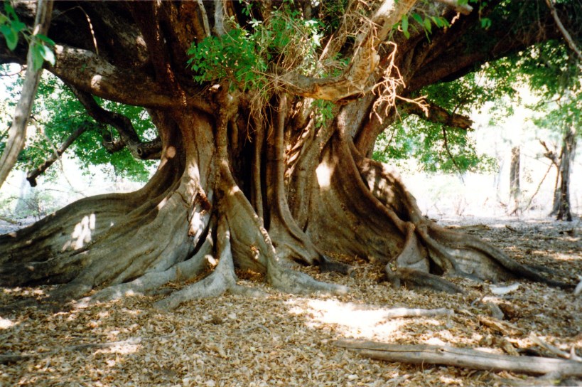 10-13-1998 01 fig whitewater.jpg