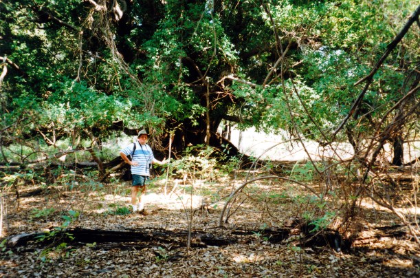 10-13-1998 02 Whitewater Leichardts fig tree camp.jpg