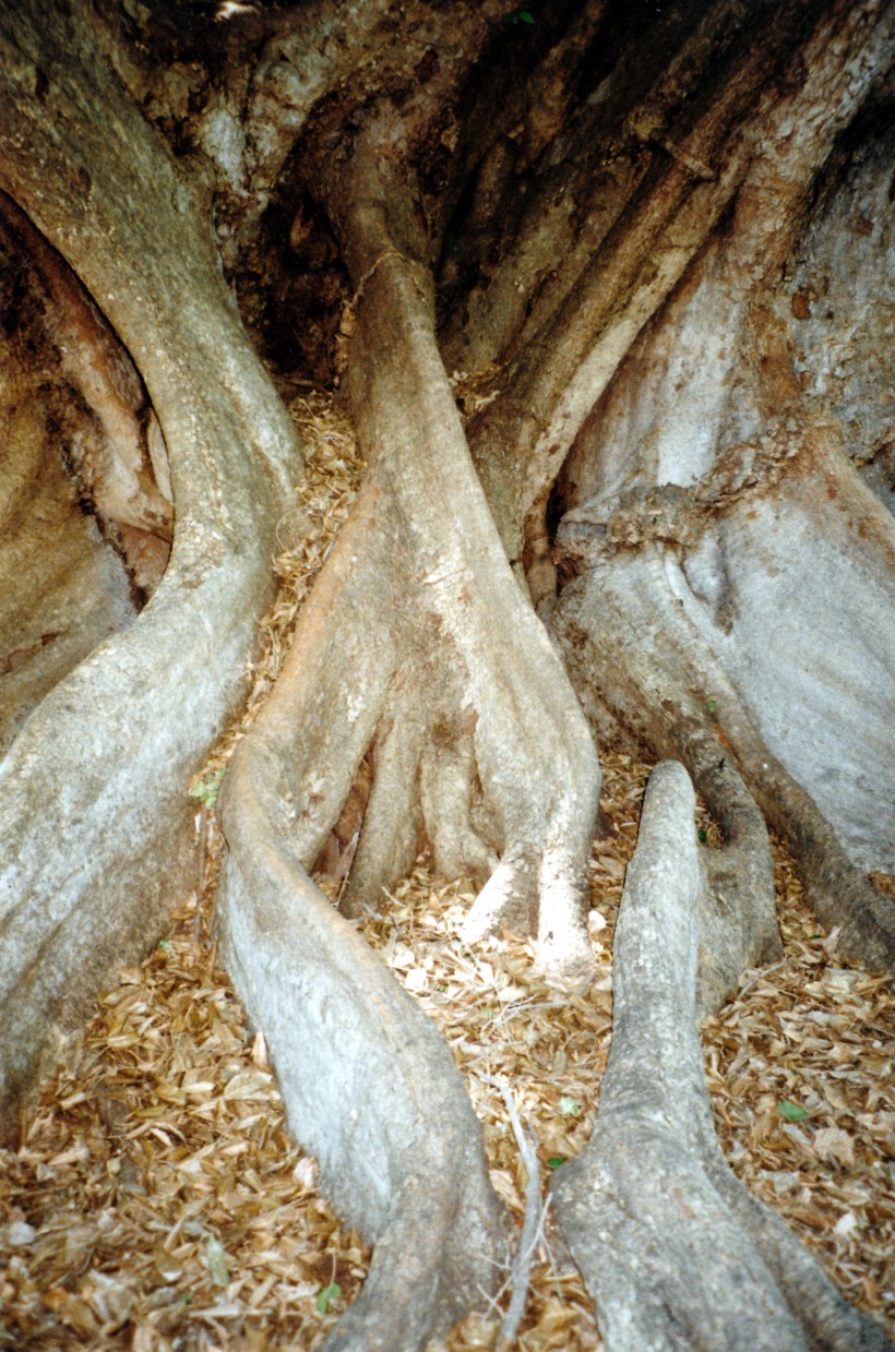 10-13-1998 04 Whitewater the old figs roots.jpg