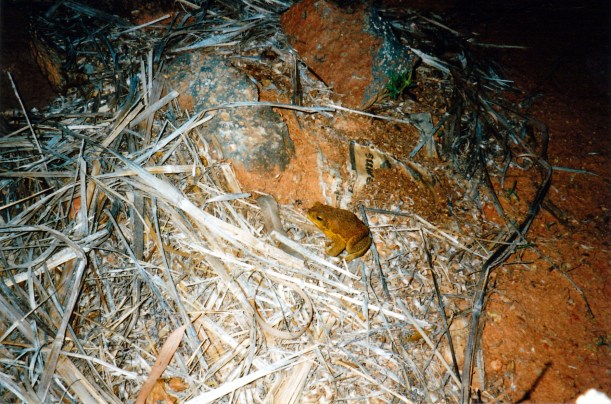 10-16-1998 11 cane toad.jpg