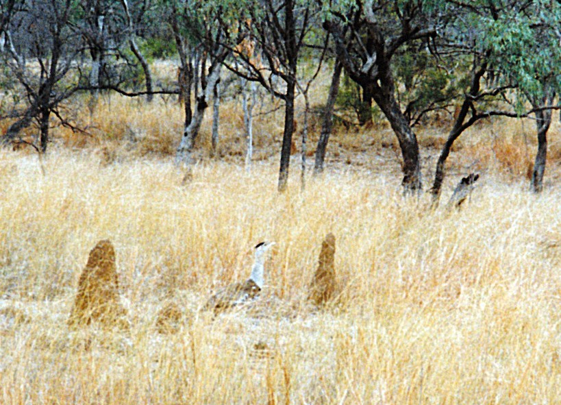 10-18-1998 bustard Mt Surprise.jpg