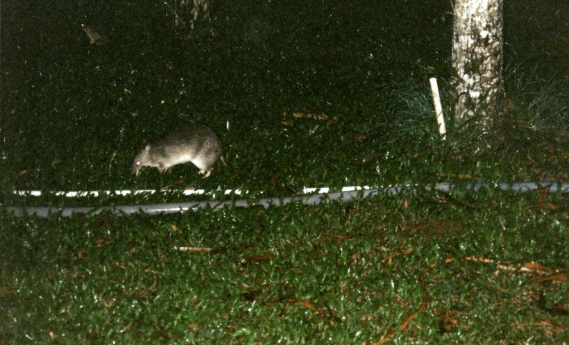 10-28-1998 bandicoot near van Atherton.jpg