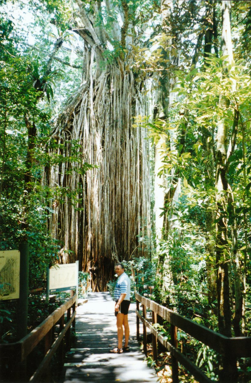 11-02-1998 01 Curtain Fig near Yungaburra.jpg