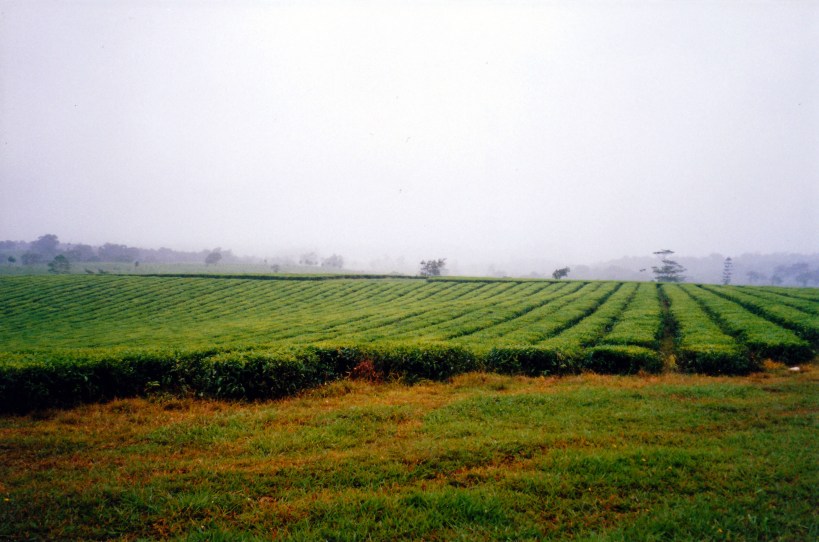 11-06-1998 01 Nerada tea plantation near Topaz.jpg