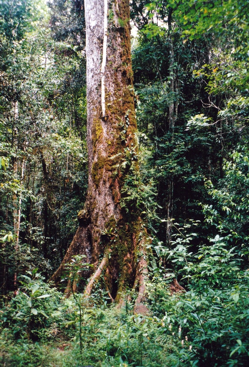 11-06-1998 02 old red cedar tree near Lake Eacham.jpg
