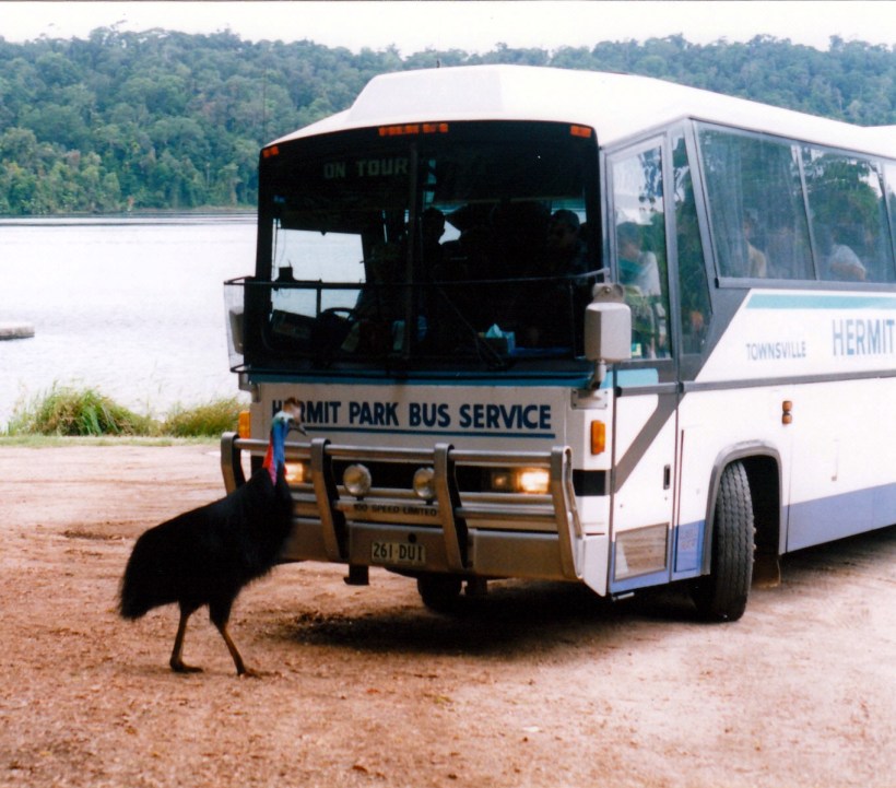 11-11-1998 02 lake barrine cassowary.jpg