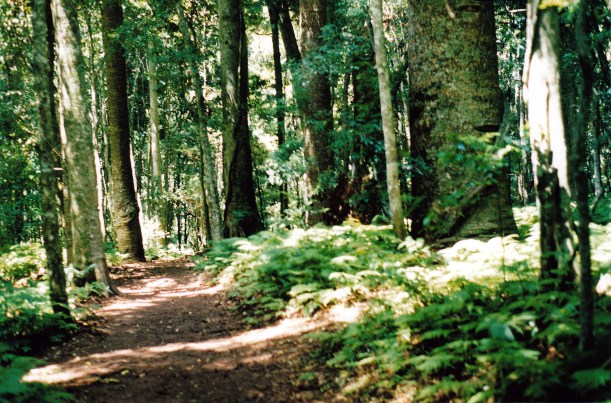 01-07-1999-bunya-mts-np-track