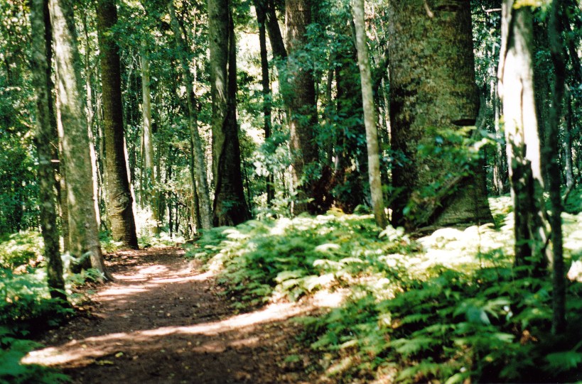 01-07-1999-bunya-mts-np-track