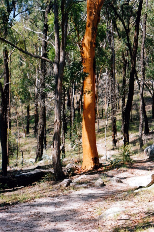 01-09-1999 valley of diamonds walk track.jpg