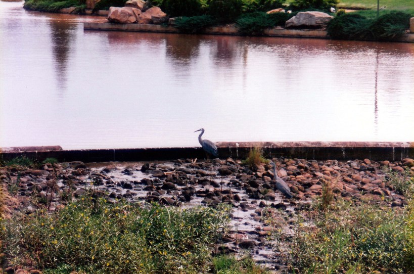 01-14-1999 blue heron wetlands park.jpg