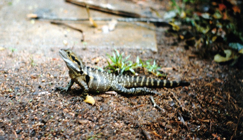 11-21-1998 monitor Lake Eacham.jpg